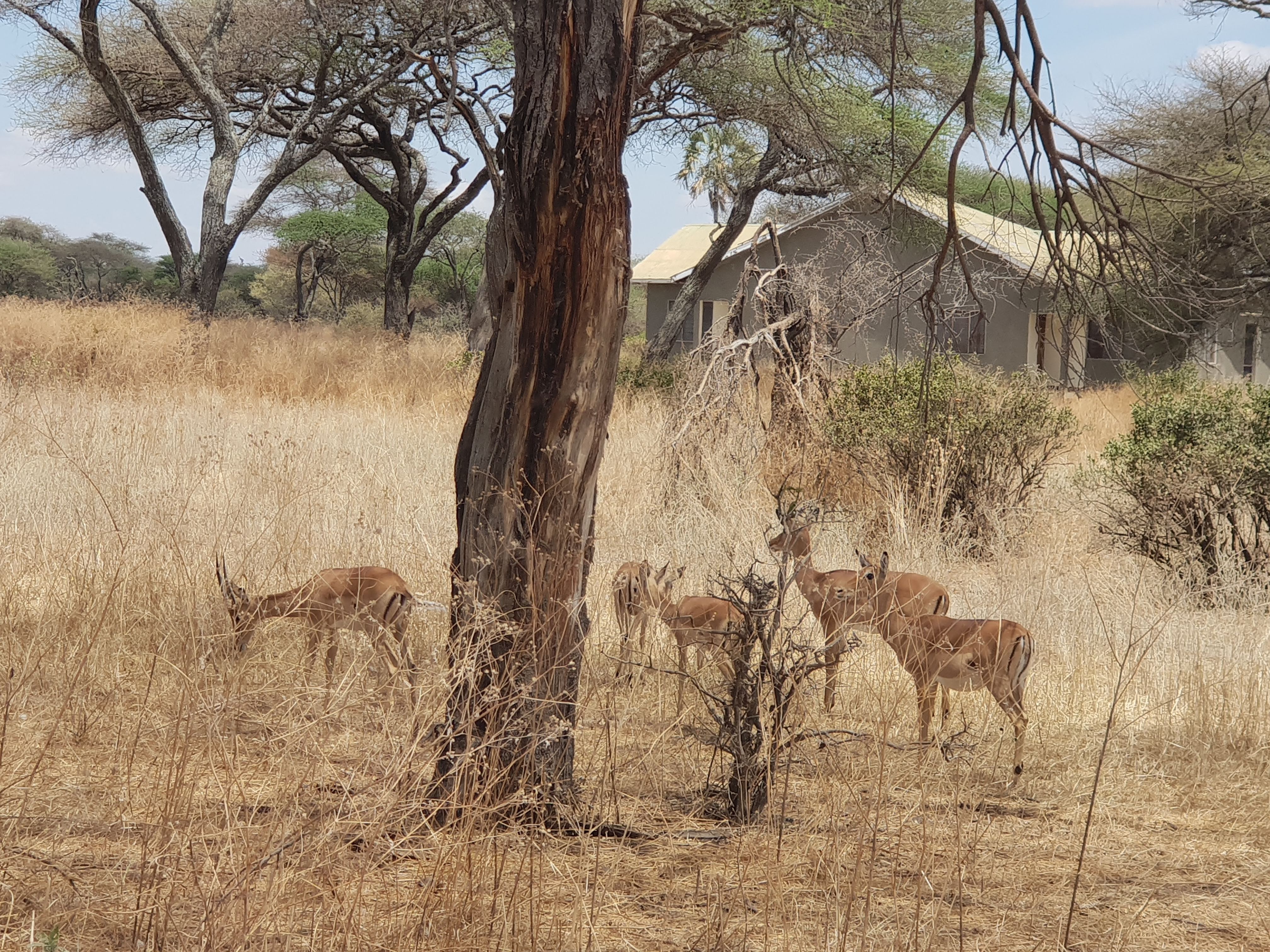 Antelopes beside a tree